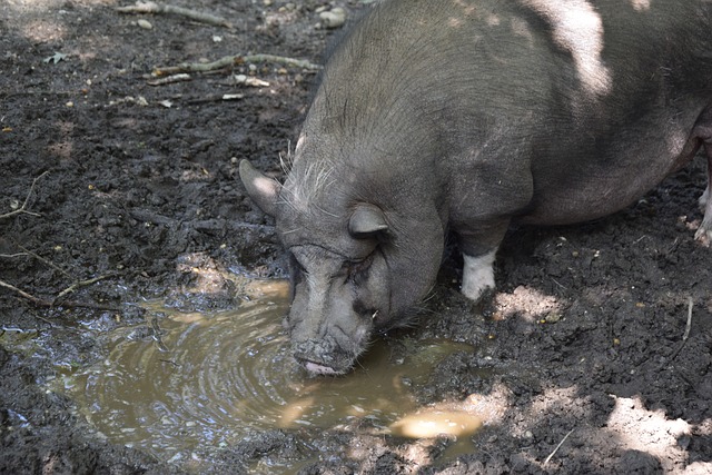 球顶级赛事 球顶级赛事